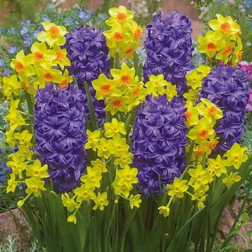 Blue & Yellow Spring Bulbs for Pots & Borders